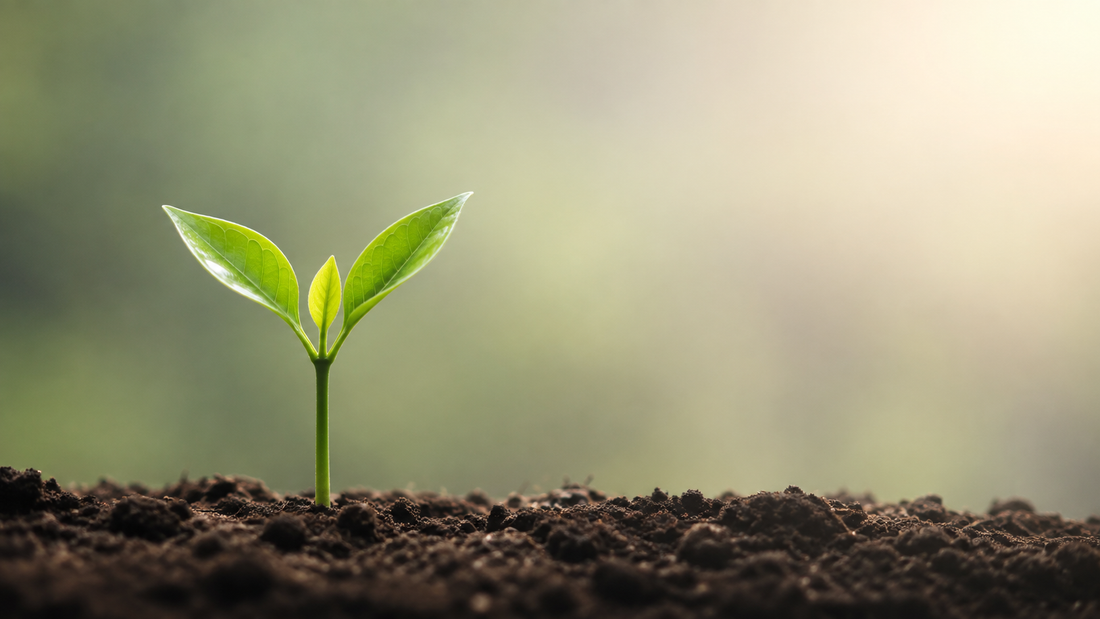 Why We Built Our Own Website: Creating the Future of Health and Wellness